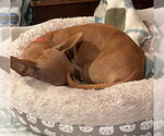 Small #4 Chihuahua