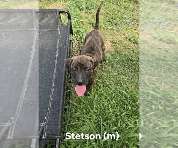 Medium Photo #1 Mutt Puppy For Sale in Wenonah, NJ, USA