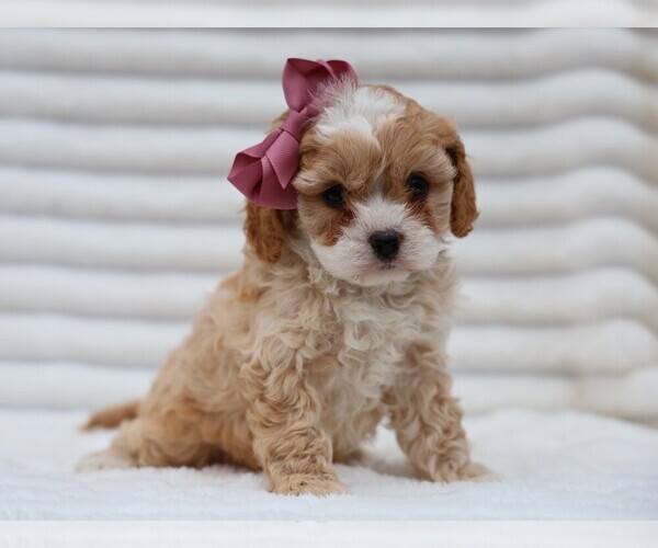 Medium Photo #1 Cavapoo (Miniature) Puppy For Sale in LIBERTY, KY, USA