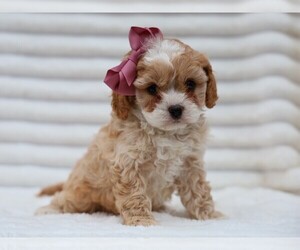 Cavapoo (Miniature) Puppy for sale in LIBERTY, KY, USA