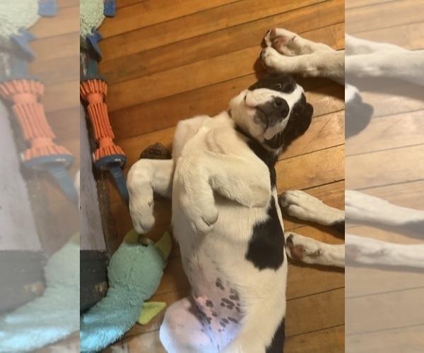 Medium Photo #15 Cane Corso-Saint Bernard Mix Puppy For Sale in WORCESTER, MA, USA
