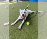 Small #1 American Pit Bull Terrier Mix