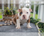 Puppy Carina Olde English Bulldogge
