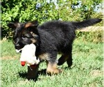 Small Photo #10 German Shepherd Dog Puppy For Sale in MURRIETA, CA, USA