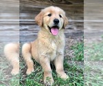 Small Golden Retriever