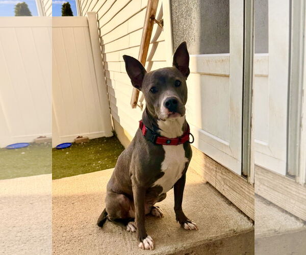 Medium Photo #46 Mutt Puppy For Sale in Mount Laurel, NJ, USA