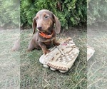 Small Photo #4 Dachshund Puppy For Sale in MIDDLEBURY, IN, USA