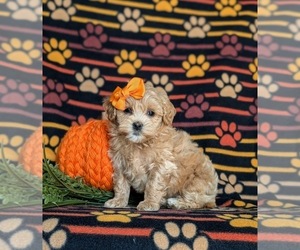 Maltipoo Puppy for sale in NEW PROVIDENCE, PA, USA