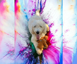 Goldendoodle Dogs for adoption in McKinney, TX, USA