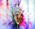 Small Photo #1 Goldendoodle Puppy For Sale in McKinney, TX, USA
