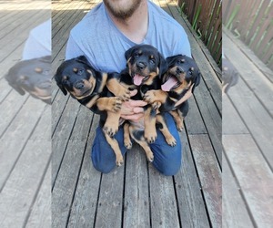 Rottweiler Puppy for sale in HASTINGS, MN, USA