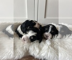 Small Photo #9 Bernedoodle (Miniature) Puppy For Sale in MENIFEE, CA, USA
