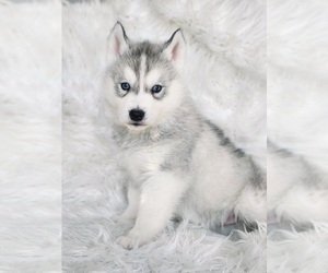 Siberian Husky Puppy for sale in KANSAS CITY, MO, USA