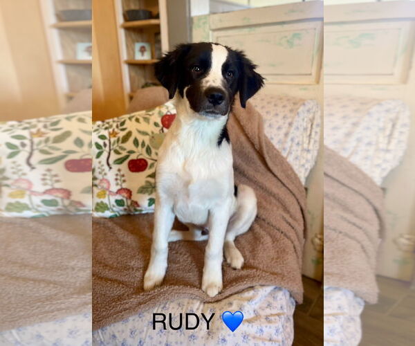 Medium Photo #1 English Springer Spaniel-Unknown Mix Puppy For Sale in Rockaway, NJ, USA