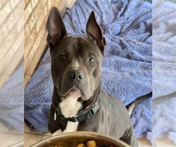 Medium Photo #1 American Staffordshire Terrier-Unknown Mix Puppy For Sale in San Antonio, TX, USA