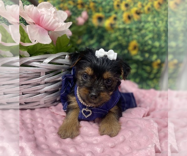Medium Photo #5 Shorkie Tzu Puppy For Sale in SELLERSBURG, IN, USA