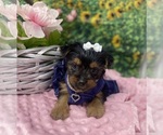 Small #4 Shorkie Tzu
