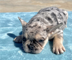 French Bulldog Puppy for sale in ORLANDO, FL, USA