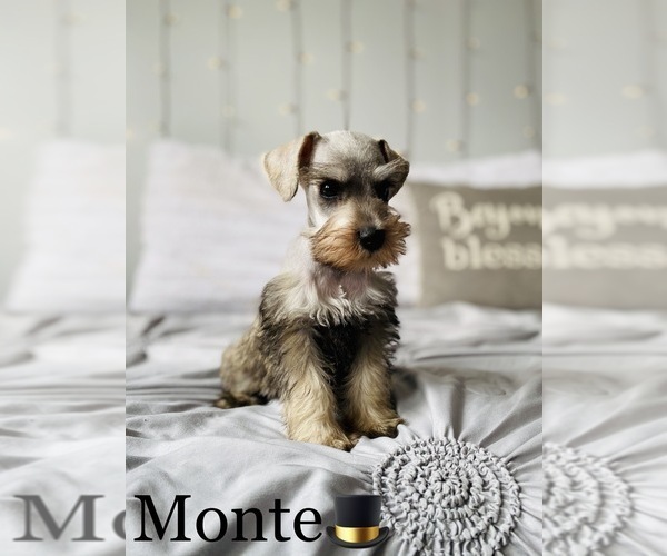 Medium Photo #5 Schnauzer (Standard) Puppy For Sale in COOKEVILLE, TN, USA