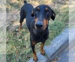 Small Doberman Pinscher Mix