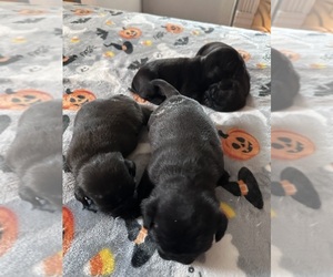 Pug Puppy for Sale in SPRINGFIELD, Illinois USA