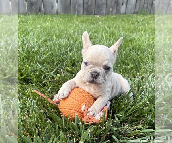 Medium Photo #4 French Bulldog Puppy For Sale in MIDDLEBURY, IN, USA