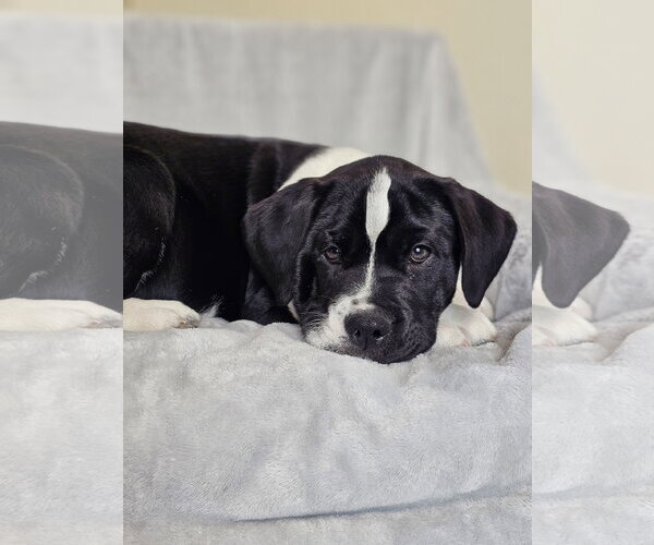 Medium Photo #4 Australian Shepherd-Bulldog Mix Puppy For Sale in McKinney, TX, USA