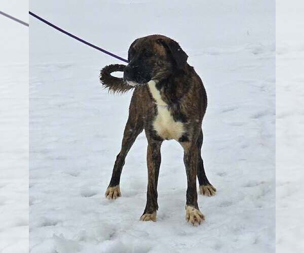 Medium Photo #5 Boxer-Unknown Mix Puppy For Sale in Burnsville, MN, USA