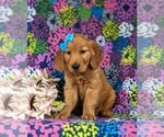 Small #2 Golden Retriever