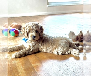 Medium Goldendoodle (Miniature)