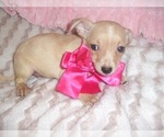 Small Photo #6 Chihuahua Puppy For Sale in JACKSON, MS, USA