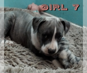 American Bulldog-Staffordshire Bull Terrier Mix Puppy for Sale in MARYSVILLE, California USA