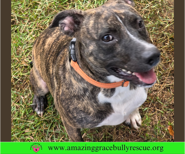 Medium Photo #2 Bulldog-Unknown Mix Puppy For Sale in Pensacola, FL, USA