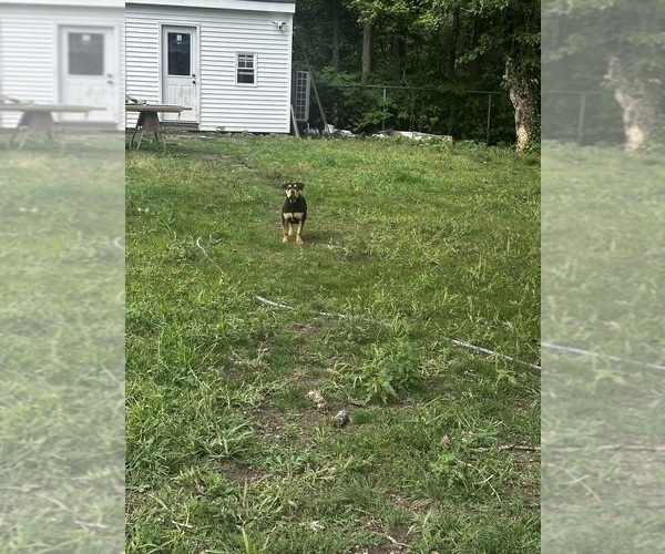 Medium Photo #3 American Bully Puppy For Sale in BROCKTON, MA, USA