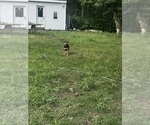 Small #2 American Bully