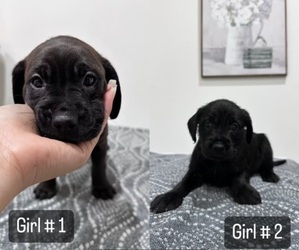 Goldendoodle-Unknown Mix Puppy for sale in HIALEAH, FL, USA