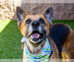 Small #2 German Shepherd Dog