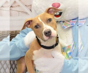 American Pit Bull Terrier-Unknown Mix Dogs for adoption in Greenfield, IN, USA