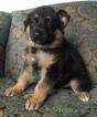 Small Photo #16 German Shepherd Dog Puppy For Sale in COLETA, IL, USA