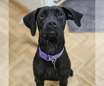 Small Photo #2 Labrador Retriever-Unknown Mix Puppy For Sale in Fargo, ND, USA