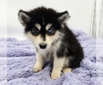 Small #2 Siberian Husky
