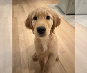 Golden Retriever Puppy for Sale in EAST HAMPTON, Connecticut USA