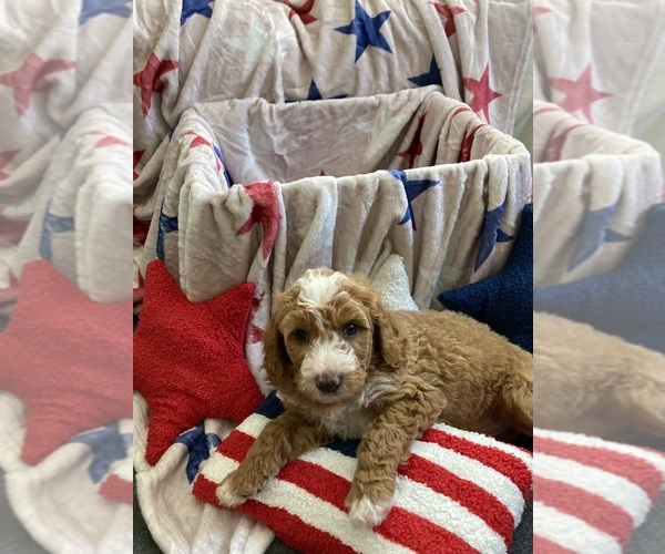 Medium Photo #4 Australian Labradoodle-Bernedoodle Mix Puppy For Sale in ATWATER, CA, USA