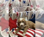 Small #3 Australian Labradoodle-Bernedoodle Mix