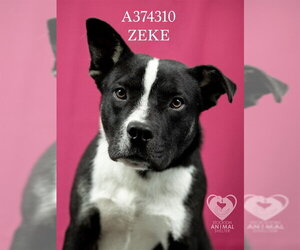 Border Collie-Unknown Mix Dogs for adoption in Stockton, CA, USA
