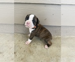 Small Photo #12 Boxer Puppy For Sale in LUCERNE VALLEY, CA, USA