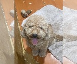 Litter of 2 - Male(s) and Female(s) Goldendoodle (Miniature)Litter of Puppies for Sale - Photo #7