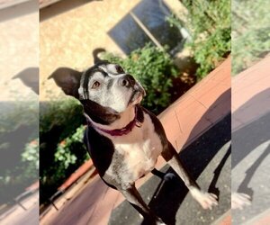 Marni - Female Boxer-Unknown Mix Dog for Adoption - Photo #13