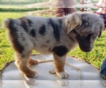 Small Photo #4 Australian Shepherd Puppy For Sale in SALLISAW, OK, USA