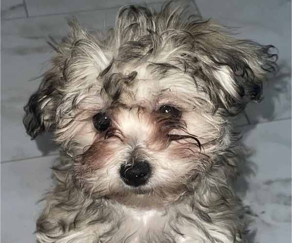 Medium Photo #18 Maltipoo (Miniature) Puppy For Sale in PALMDALE, CA, USA